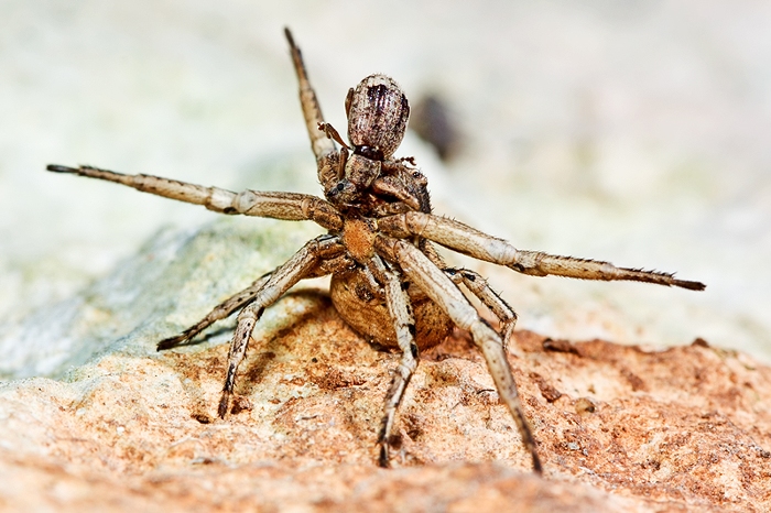 Xysticus sp, e Ozyptila sp.